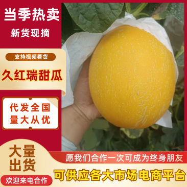 饶阳久红瑞河北甜瓜产地直发商超品质对接全国市场等