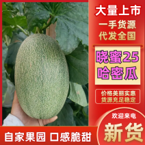 河北饶阳晓蜜25哈密瓜产地直发口感脆甜量大优惠