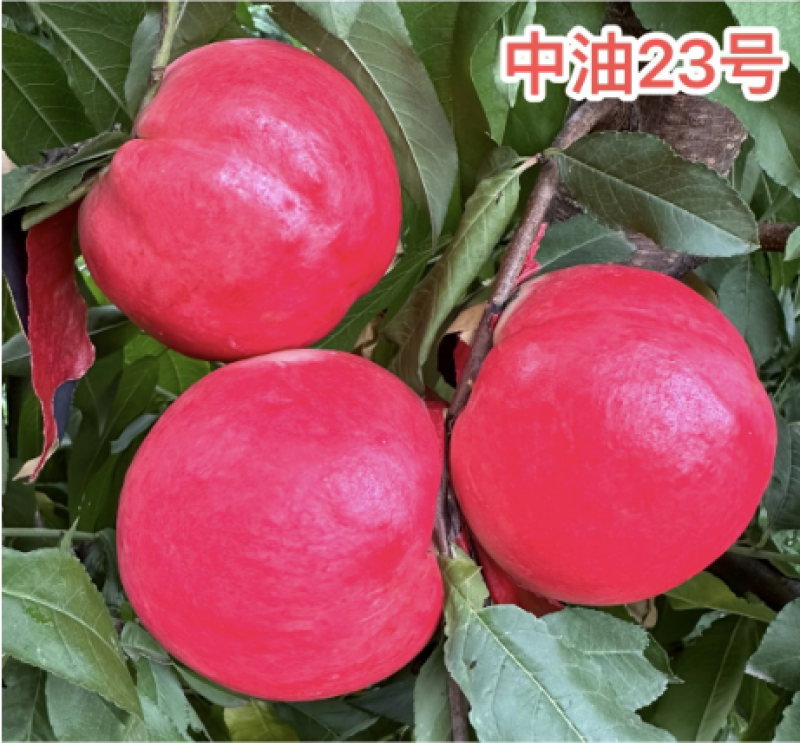 中油23号8月上旬成熟果肉乳白套袋后白皮白肉晚熟大