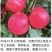中油23号8月上旬成熟果肉乳白套袋后白皮白肉晚熟大