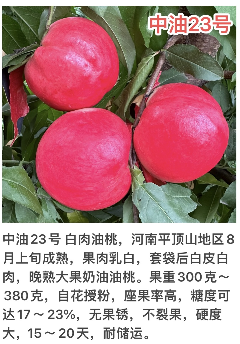 中油23号8月上旬成熟果肉乳白套袋后白皮白肉晚熟大