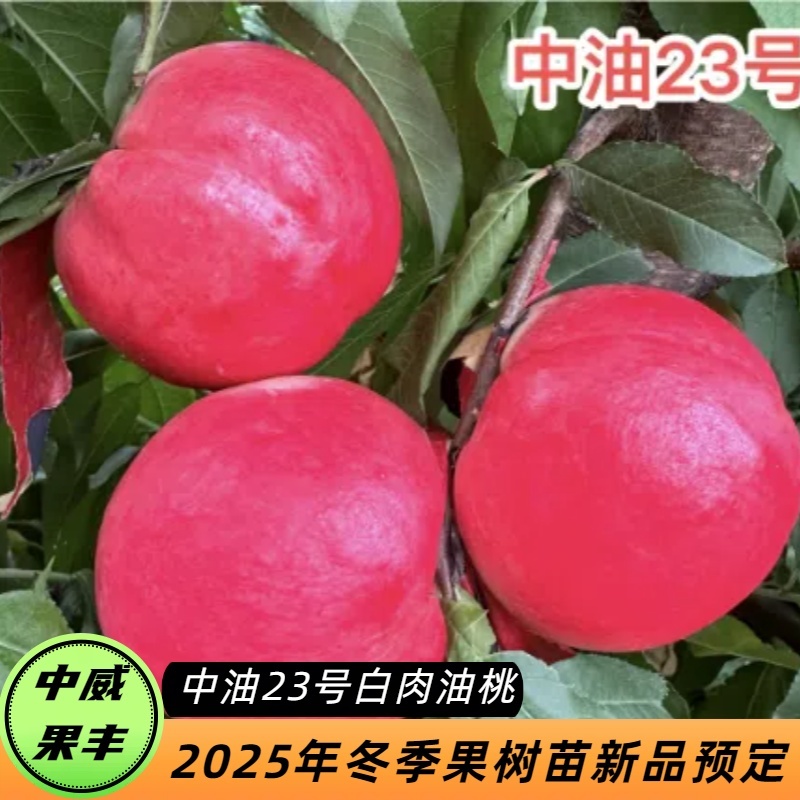 中油23号8月上旬成熟果肉乳白套袋后白皮白肉晚熟大