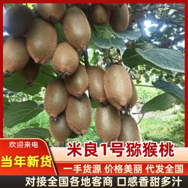 【新鲜上市】湖南绿心猕猴桃源头直采可供应市场/电商/超市