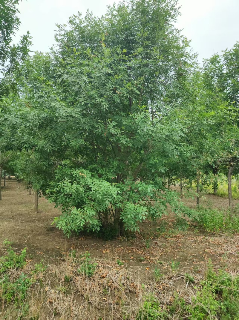 白蜡基地直供可视频看货欢迎来电咨询