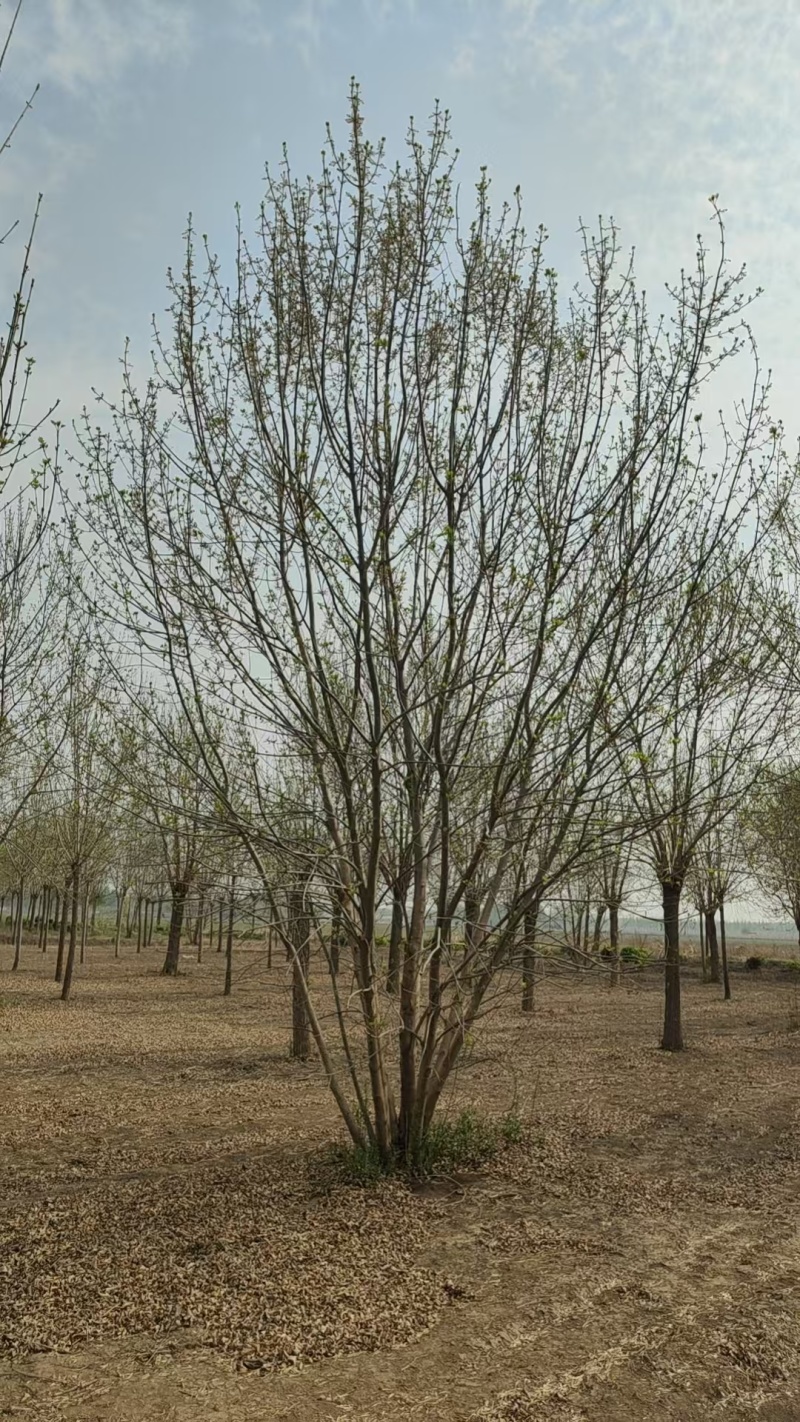 白蜡基地直供可视频看货欢迎来电咨询