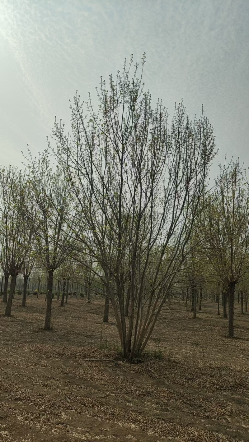 白蜡基地直供可视频看货欢迎来电咨询