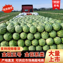 宁夏精品金城五号西瓜石头瓜硒砂瓜金花系列品质好发全国市场