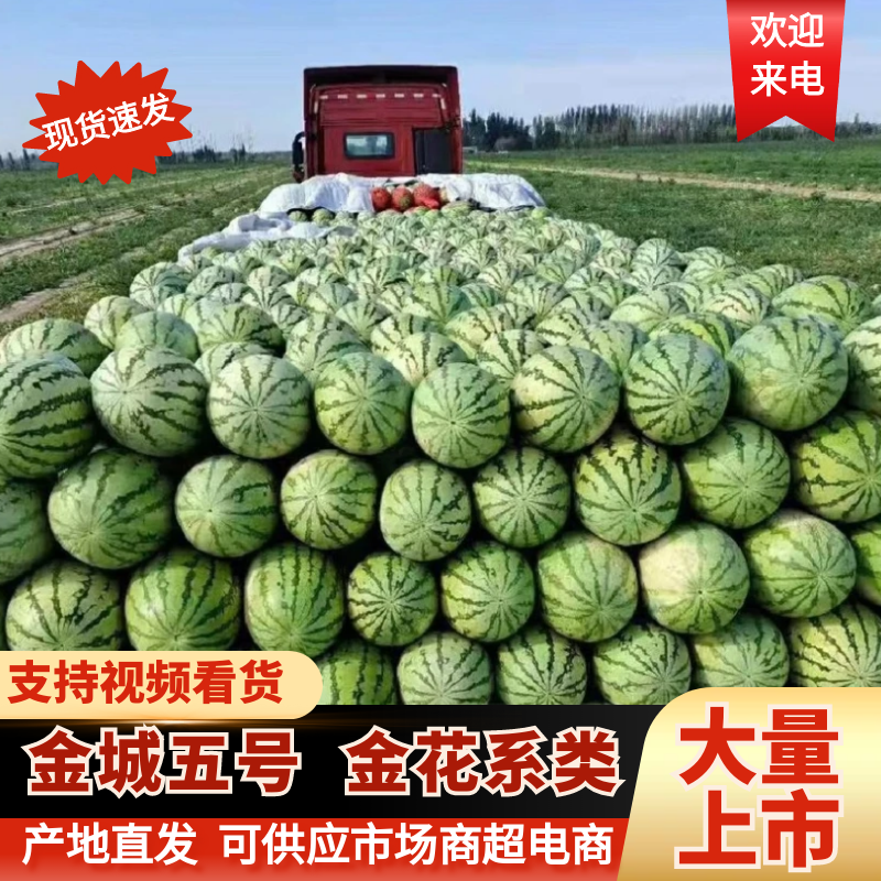 宁夏精品金城五号西瓜石头瓜硒砂瓜金花系列品质好发全国市场