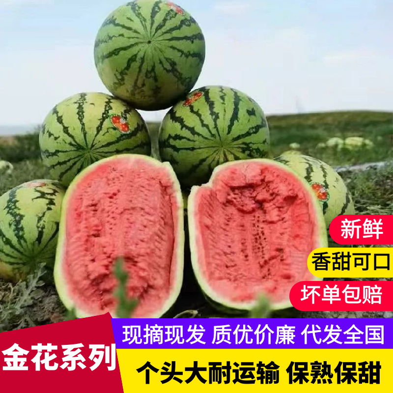 宁夏硒砂瓜中卫石头瓜金花西瓜基地直发包熟包甜全国整车批发