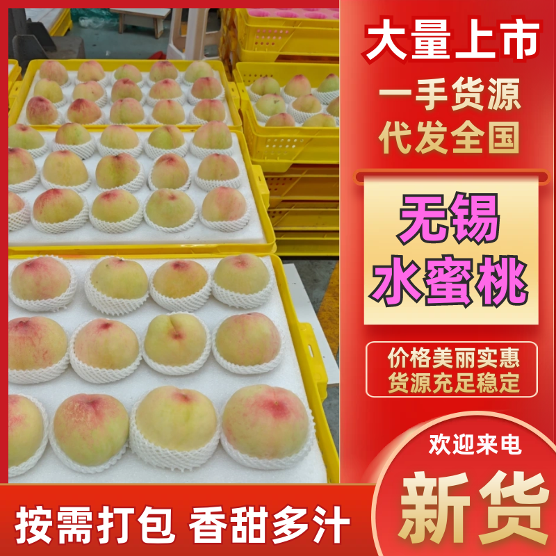 阳山水蜜桃大量上市产地现摘现发品质保证欢迎来电洽谈
