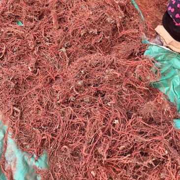 红丹参大量供货质量保证一手货源河南基地直发量大优惠