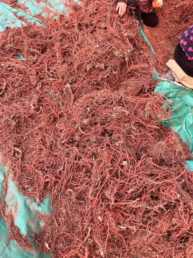 红丹参大量供货质量保证一手货源河南基地直发量大优惠