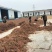 红丹参大量供货质量保证一手货源河南基地直发量大优惠