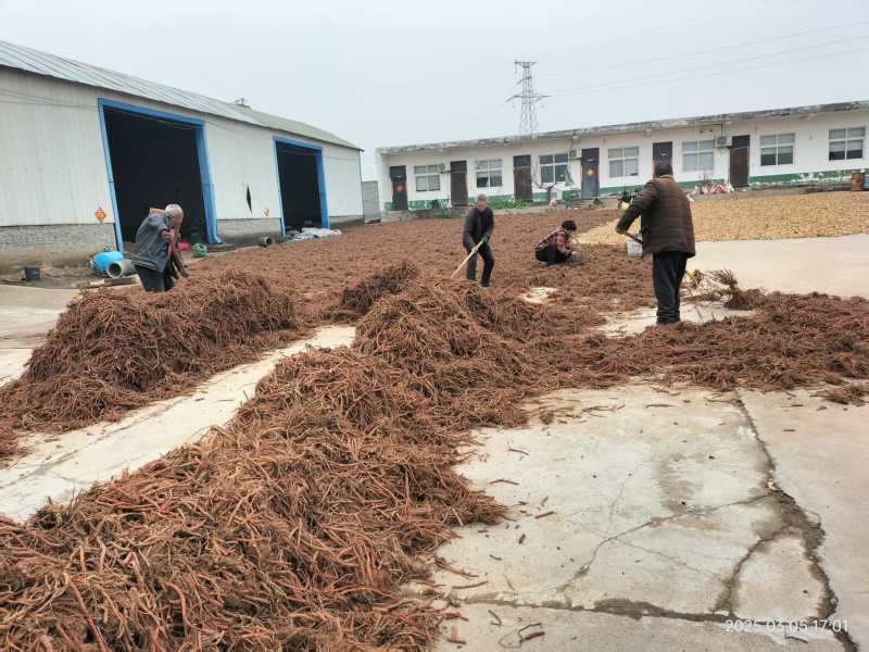 红丹参大量供货质量保证一手货源河南基地直发量大优惠