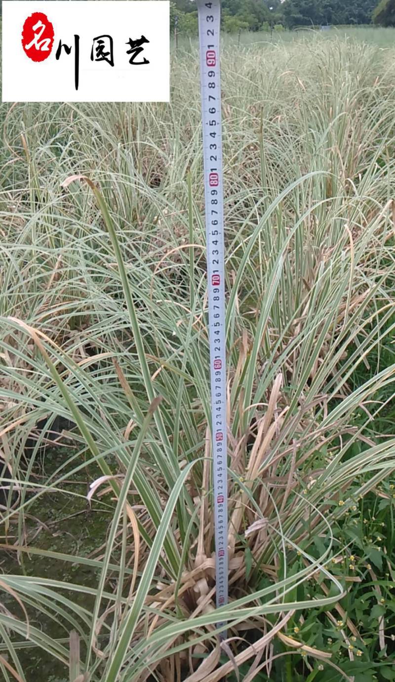 花叶蒲苇观赏草批发花境水体湿地绿化苗花叶蒲苇基地直销
