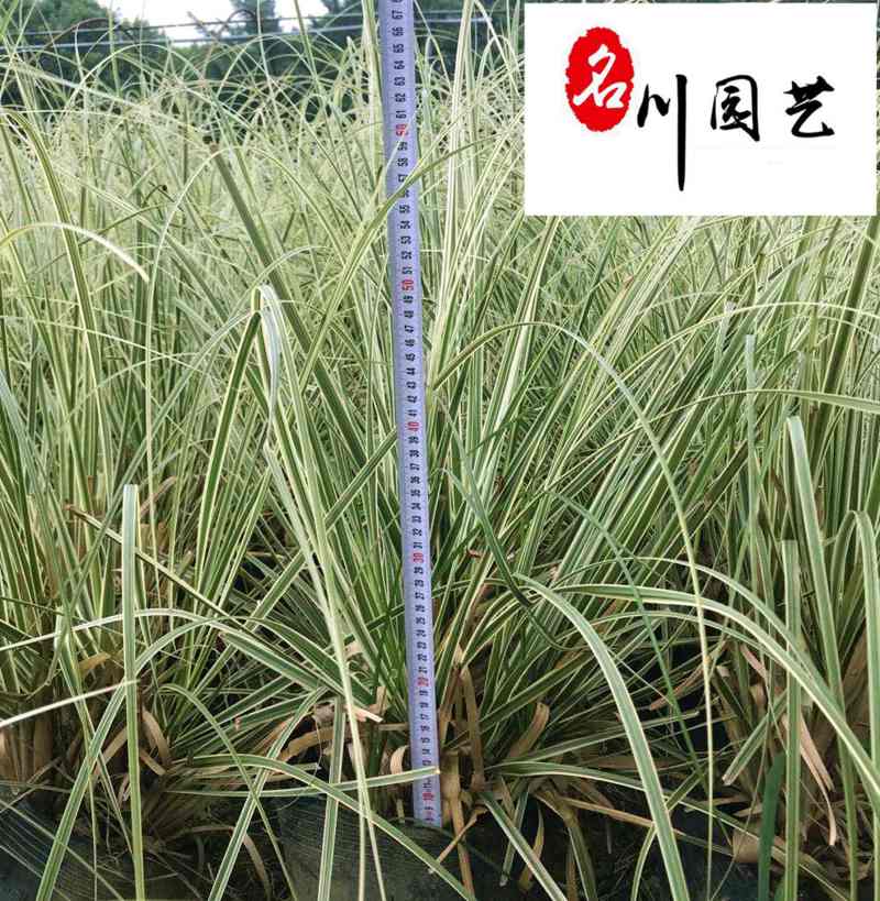 花叶蒲苇观赏草批发花境水体湿地绿化苗花叶蒲苇基地直销