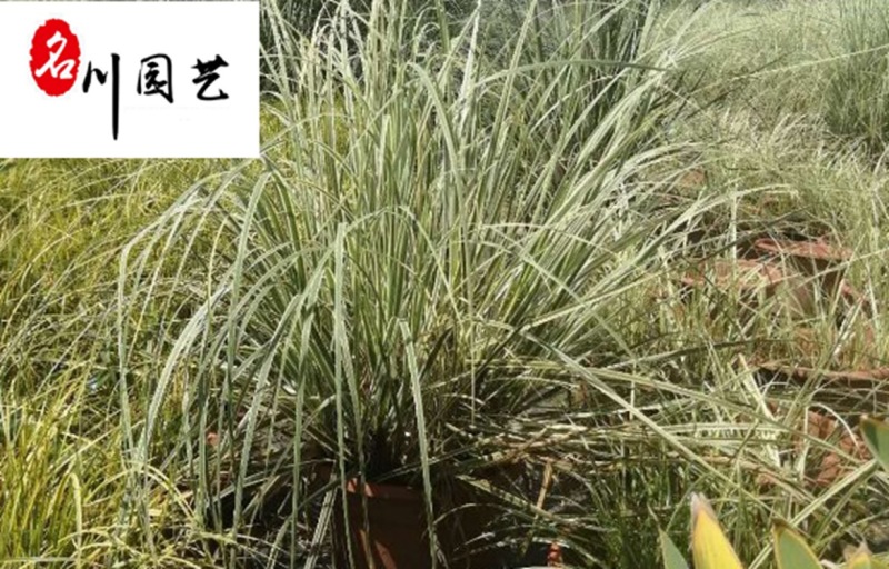 花叶蒲苇观赏草批发花境水体湿地绿化苗花叶蒲苇基地直销