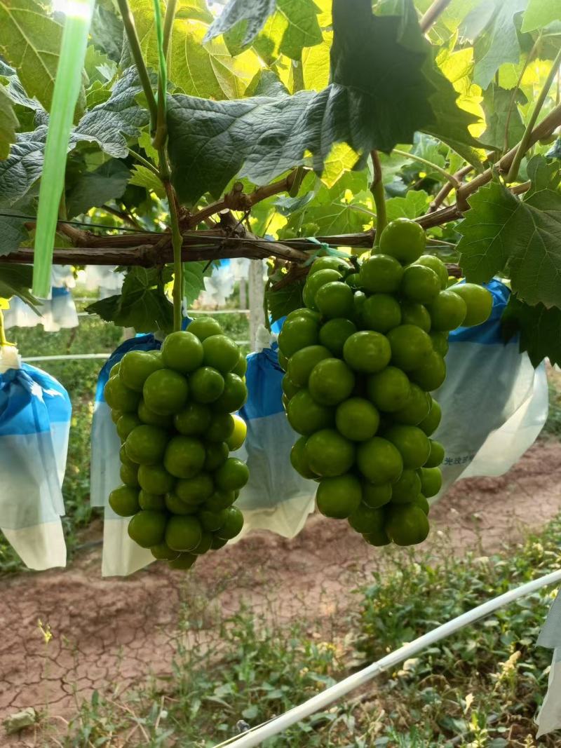精品阳光玫瑰大量上市产地装车量大从优诚信经营致电联系