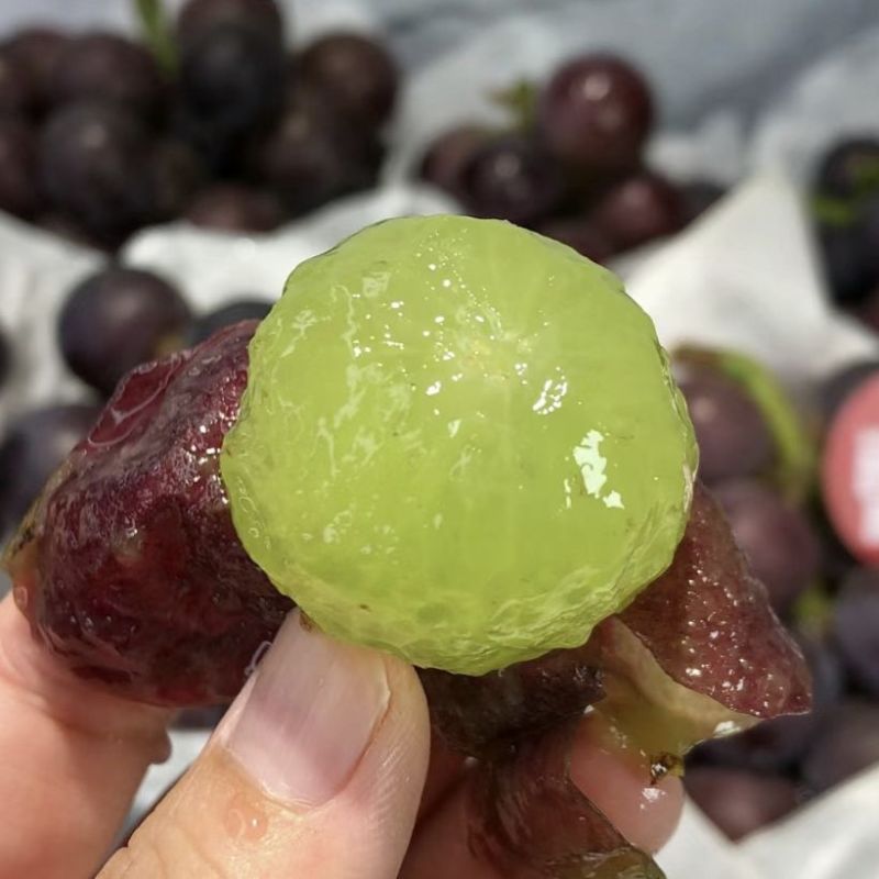 藤臻葡萄粒大果实饱满，口感**，欢迎收购。