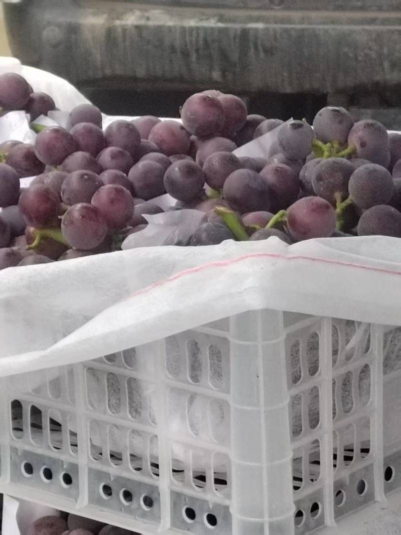 金乡县-乒乓球藤稔葡萄-粒大饱满口感好