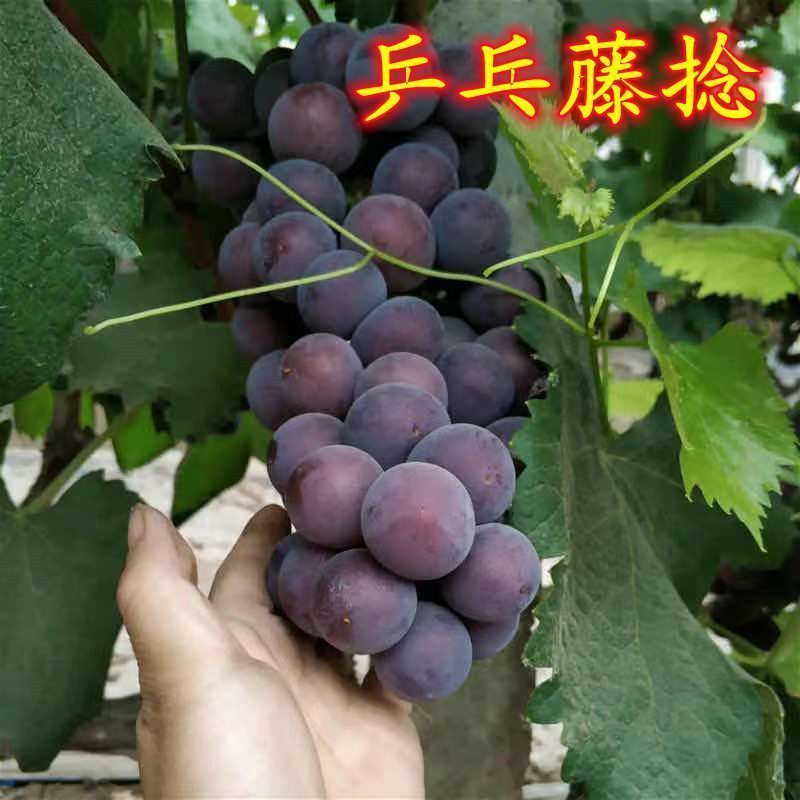 金乡葡萄基地大面积成熟品种丰富品质优良欢迎采购