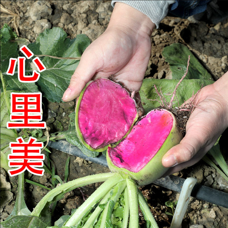 心里美萝卜种子红心杂交满堂红皮红肉红甜脆水果萝卜