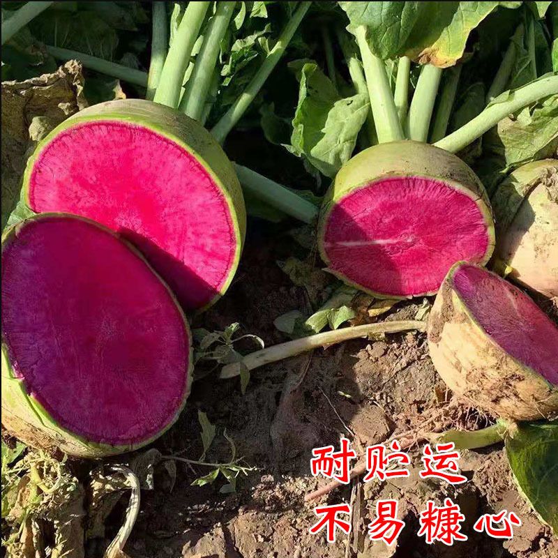 心里美萝卜种子红心杂交满堂红皮红肉红甜脆水果萝卜