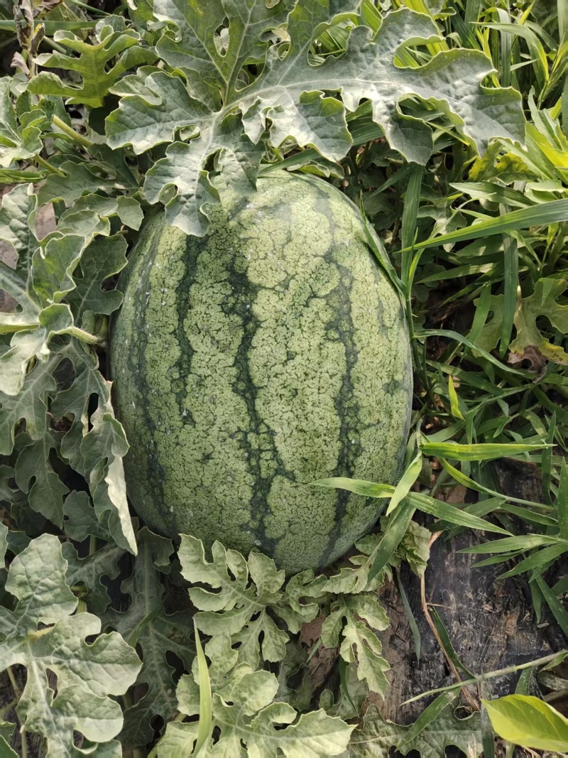 黄河滩大西瓜