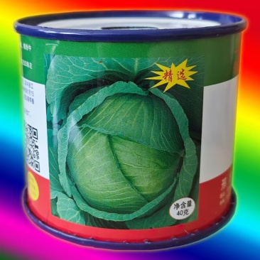 邢申京丰一号甘蓝种子包菜卷心菜洋白菜脱水蔬菜种子原装正品
