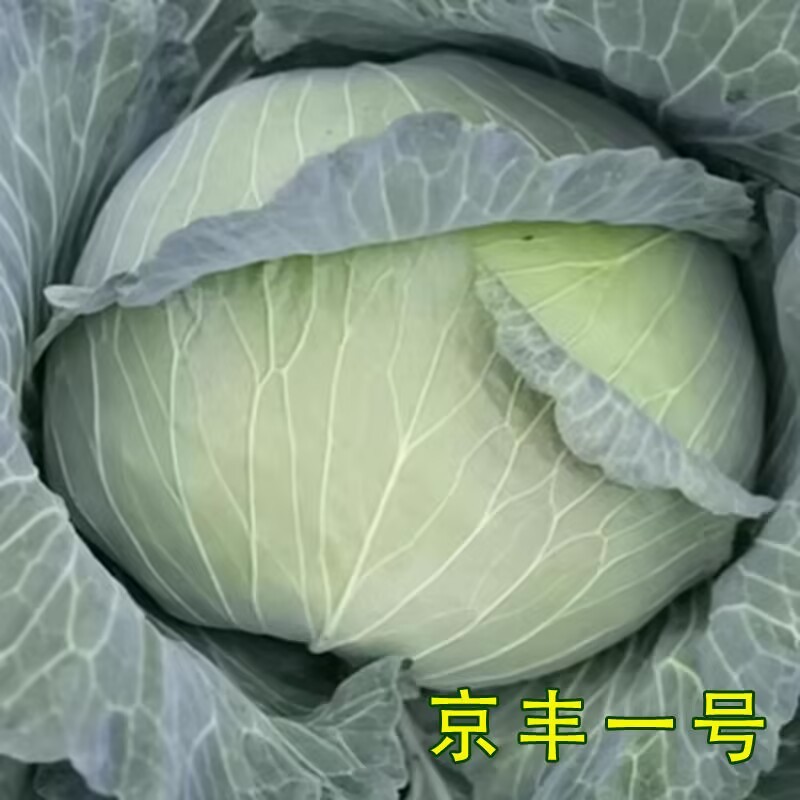 邢申京丰一号甘蓝种子包菜卷心菜洋白菜脱水蔬菜种子原装正品