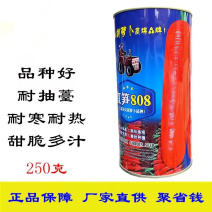 红笋808胡萝卜种子三系杂交胡萝卜种籽耐热耐寒耐抽苔