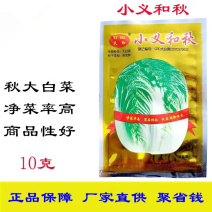 小义和秋大白菜种子抗病秋白菜种籽杂交种短圆筒白菜