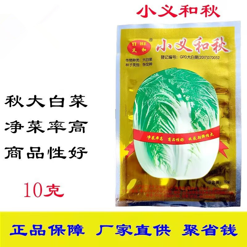 小义和秋大白菜种子抗病秋白菜种籽杂交种短圆筒白菜
