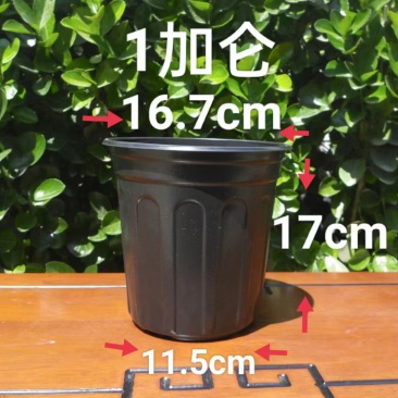 1加仑花盆