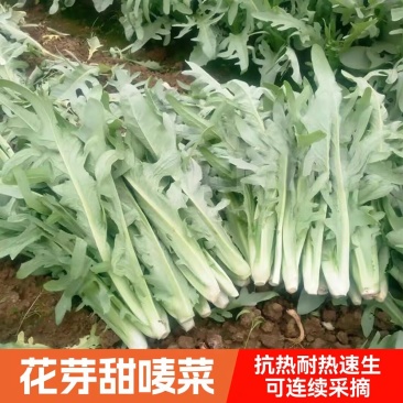 花芽甜唛菜种子甜脆耐热抗寒高产四季农家菜园青菜种子