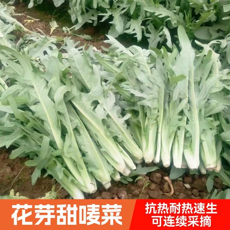 花芽甜唛菜种子甜脆耐热抗寒高产四季农家菜园青菜种子
