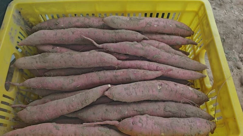 【大量现货】陕西精品板栗薯软糯香甜现挖现发纯甜无丝批发