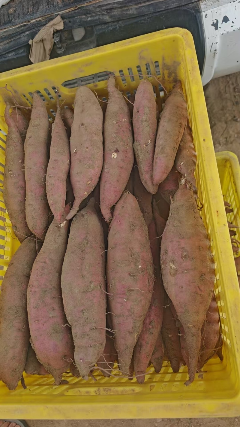 【大量现货】陕西精品板栗薯软糯香甜现挖现发纯甜无丝批发
