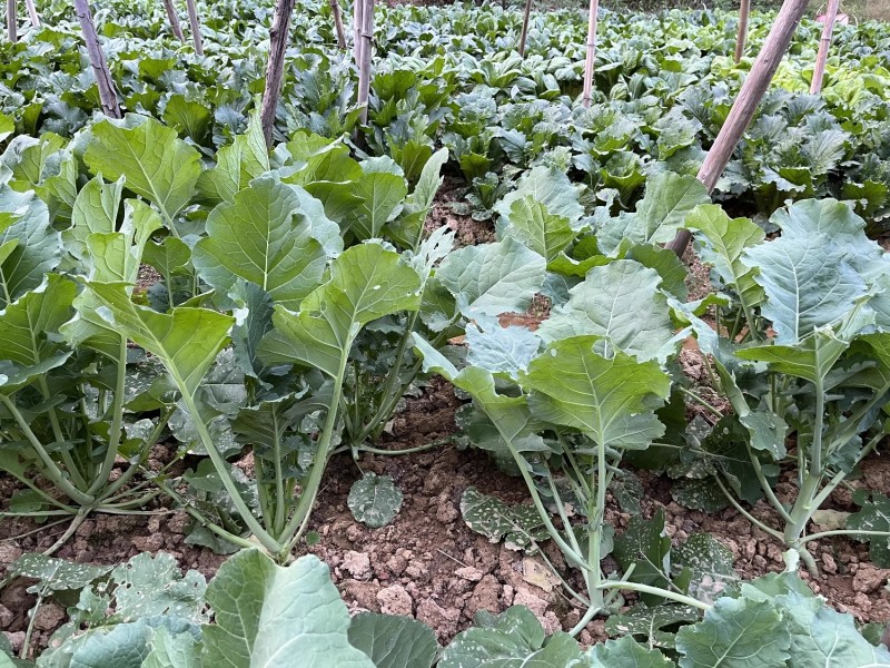 国苔绿油菜苔种子板蓝根绿早熟白菜苔杂交春夏秋播种冬菜种籽