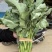 国苔绿油菜苔种子板蓝根绿早熟白菜苔杂交春夏秋播种冬菜种籽
