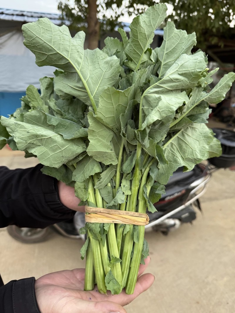 国苔绿油菜苔种子板蓝根绿早熟白菜苔杂交春夏秋播种冬菜种籽