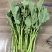 国苔绿油菜苔种子板蓝根绿早熟白菜苔杂交春夏秋播种冬菜种籽