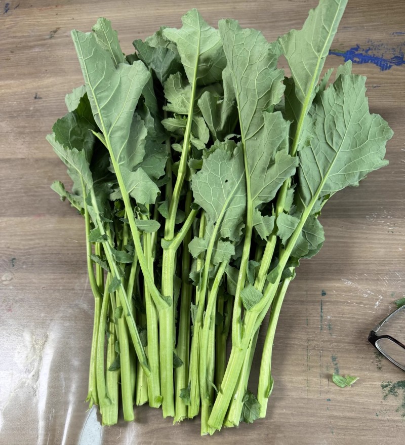 国苔绿油菜苔种子板蓝根绿早熟白菜苔杂交春夏秋播种冬菜种籽