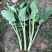 国苔绿油菜苔种子板蓝根绿早熟白菜苔杂交春夏秋播种冬菜种籽