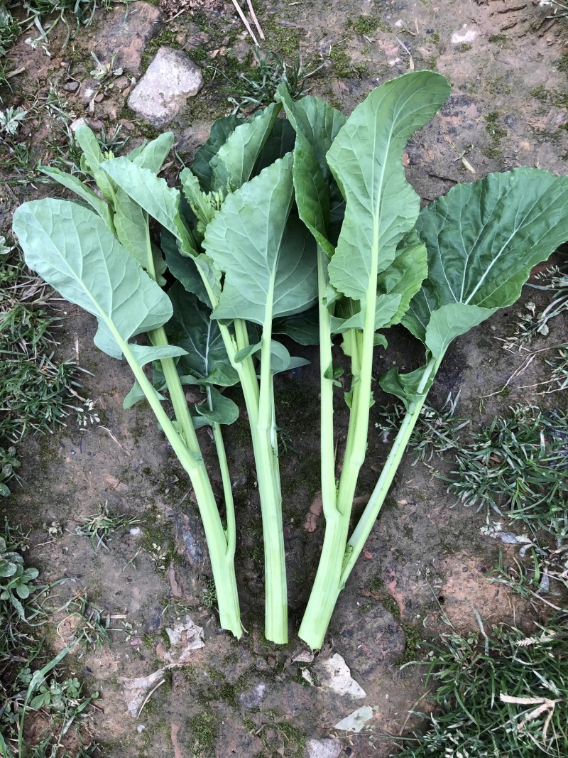 国苔绿油菜苔种子板蓝根绿早熟白菜苔杂交春夏秋播种冬菜种籽