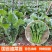 国苔绿油菜苔种子板蓝根绿早熟白菜苔杂交春夏秋播种冬菜种籽