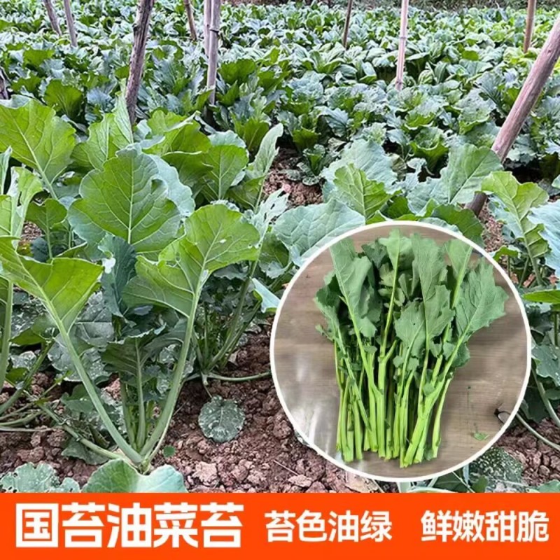 国苔绿油菜苔种子板蓝根绿早熟白菜苔杂交春夏秋播种冬菜种籽
