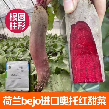 荷兰奥托红甜菜根种子长形紫菜头籽进口四季籽种春季秋冬萝卜