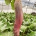 荷兰奥托红甜菜根种子长形紫菜头籽进口四季籽种春季秋冬萝卜