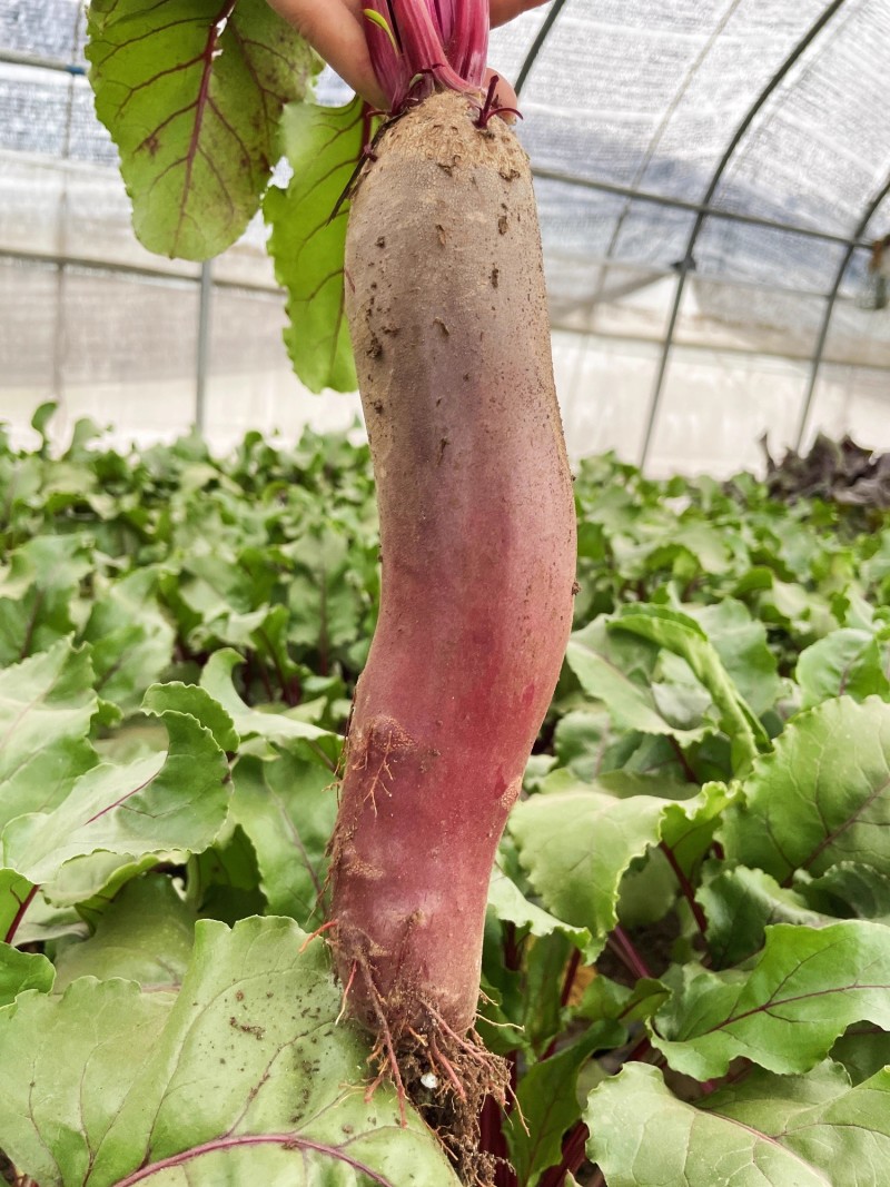 荷兰奥托红甜菜根种子长形紫菜头籽进口四季籽种春季秋冬萝卜